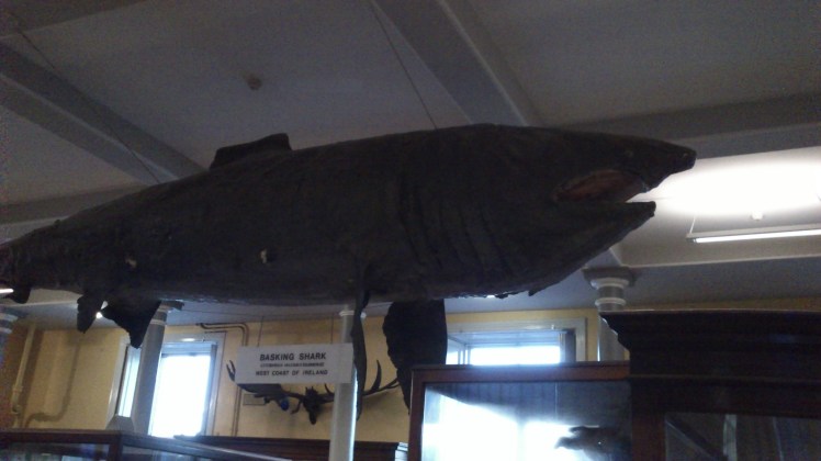 Esse tubarão era muito comum por aqui.