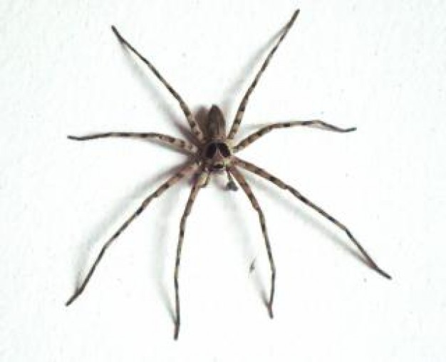 grande-casa-de-aranha_19-136947