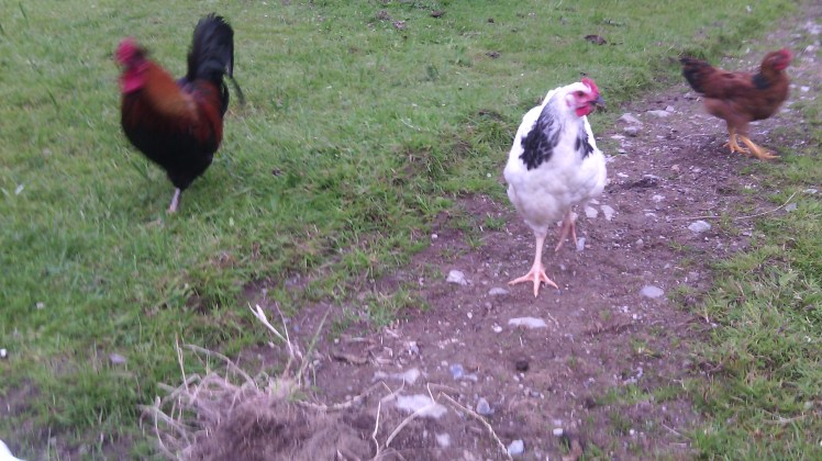 galinha-irlanda-fazenda